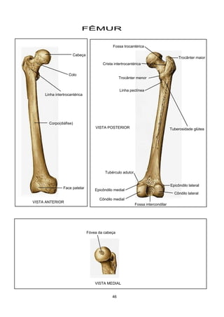 FÊMUR
VISTA ANTERIOR
VISTA POSTERIOR
VISTA MEDIAL
Trocânter maior
Trocânter menor
Cabeça
Colo
Face patelar
Côndilo lateral
Côndilo medial
Epicôndilo medial
Epicôndilo lateral
Fóvea da cabeça
Linha intertrocantérica
Corpo(diáfise)
Tubérculo adutor
Fossa intercondilar
Tuberosidade glútea
Linha pectínea
Crista intertrocantérica
Fossa trocantérica
46
 
