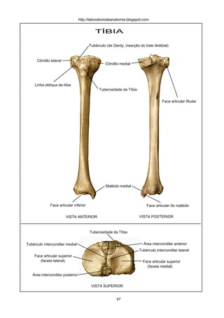 TÍBIA
VISTA ANTERIOR
VISTA SUPERIOR
VISTA POSTERIOR
Côndilo lateral
Tuberosidade da Tíbia
Maléolo medial
Linha oblíqua da tíbia
Face articular do maléolo
Área intercondilar anterior
Face articular fibular
Côndilo medial
Tubérculo intercondilar medial
Tubérculo intercondilar lateral
Face articular inferior
Tubérculo (de Gerdy, inserção do trato iliotibial)
Área intercondilar posterior
Face articular superior
Face articular superior(faceta lateral)
(faceta medial)
Tuberosidade da Tíbia
http://laboratoriodeanatomia.blogspot.com
47
 
