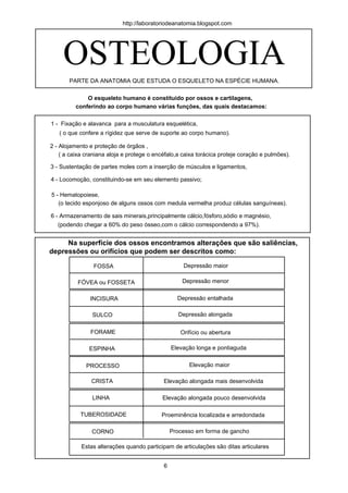 OSTEOLOGIA
1 - Fixação e alavanca para a musculatura esquelética,
( o que confere a rígidez que serve de suporte ao corpo humano).
2 - Alojamento e proteção de órgãos ,
( a caixa craniana aloja e protege o encéfalo,a caixa torácica proteje coração e pulmões).
3 - Sustentação de partes moles com a inserção de músculos e ligamentos,
4 - Locomoção, constituindo-se em seu elemento passivo;
5 - Hematopoiese,
(o tecido esponjoso de alguns ossos com medula vermelha produz células sanguíneas).
6 - Armazenamento de sais minerais,principalmente cálcio,fósforo,sódio e magnésio,
(podendo chegar a 60% do peso ósseo,com o cálcio correspondendo a 97%).
PARTE DA ANATOMIA QUE ESTUDA O ESQUELETO NA ESPÉCIE HUMANA.
O esqueleto humano é constítuido por ossos e cartilagens,
conferindo ao corpo humano várias funções, das quais destacamos:
Na superfície dos ossos encontramos alterações que são saliências,
depressões ou orifícios que podem ser descritos como:
FÓVEA ou FOSSETA
SULCO
PROCESSO
CORNO
TUBEROSIDADE
CRISTA
LINHA
FOSSA
INCISURA
ESPINHA
FORAME
Depressão maior
Depressão menor
Depressão entalhada
Depressão alongada
Orifício ou abertura
Elevação longa e pontiaguda
Elevação maior
Elevação alongada mais desenvolvida
Elevação alongada pouco desenvolvida
Proeminência localizada e arredondada
Processo em forma de gancho
Estas alterações quando participam de articulações são ditas articulares
6
http://laboratoriodeanatomia.blogspot.com
 