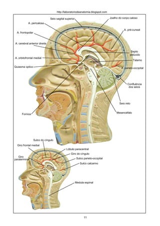A. cerebral anterior direita
A. frontopolar
A. orbitofrontal medial
A. pericalosa
A. pré-cuneal
A. parieto-occipital
Seio sagital superior
Seio reto
Confluência
dos seios
Quiasma optico
Fornice
Joelho do corpo caloso
Septo
pelúcido
Talamo
Mesencéfalo
Giro do cíngulo
Giro frontal medial
Lóbulo paracentral
Sulco parieto-occipital
Sulco calcarino
Giro
paraterminal
Sulco do cíngulo
Medula espinal
http://laboratoriodeanatomia.blogspot.com
11
 