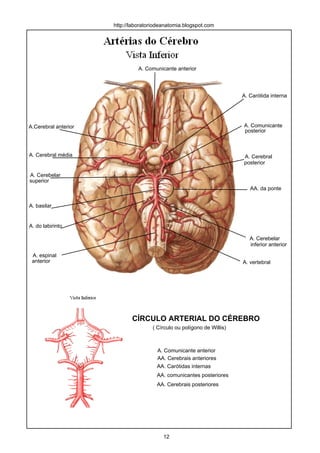 http://laboratoriodeanatomia.blogspot.com
A.Cerebral anterior
A. Carótida interna
A. Cerebral média
A. Comunicante
posterior
A. Comunicante anterior
A. Cerebral
posterior
AA. da ponte
A. Cerebelar
superior
A. Cerebelar
inferior anterior
A. espinal
anterior
A. basilar
A. do labirinto
A. vertebral
CÍRCULO ARTERIAL DO CÉREBRO
( Círculo ou polígono de Willis)
AA. Cerebrais anteriores
A. Comunicante anterior
AA. Carótidas internas
AA. comunicantes posteriores
AA. Cerebrais posteriores
12
 