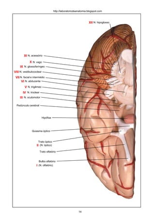 Bulbo olfatório
Trato olfatório
Trato óptico
Quiasma óptico
Hipófise
Pedúnculo cerebral
N. oculomotor
N. troclear
N. trigêmeo
N. abducente
N. facial e intermédio
N. vestibulococlear
N. glossofaríngeo
N. vago
N. acessório
N. hipoglosso
(N. olfatório)
(N. óptico)
I
II
III
IV
V
VI
VII
VIII
IX
X
XI
XII
http://laboratoriodeanatomia.blogspot.com
14
 
