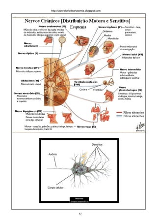 http://laboratoriodeanatomia.blogspot.com
Axônio
Dentritos
Corpo celular
17
 