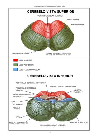 CEREBELO VISTA SUPERIOR
CEREBELO VISTA INFERIOR
VERMIS CEREBELAR SUPERIOR
VERMIS CEREBELAR INFERIOR
PEDÚNCULO CEREBELAR SUPERIOR
PEDÚNCULO CEREBELAR
PEDÚNCULO CEREBELAR
INFERIOR
MÉDIO
VERMIS CEREBELAR SUPERIOR
VERMIS CEREBELAR INFERIOR
LOBO ANTERIOR
LOBO POSTERIOR
LOBO FLÓCULO-NODULAR
http://laboratoriodeanatomia.blogspot.com
Fissura primária
Fissura horizontal
Lóbulo semilunar inferior
TONSILA
FLÓCULO
NÓDULO
ÚVULA
FISSURA SECUNDÁRIA FISSURA HORIZONTAL
QUARTO
VENTRÍCULO
18
 