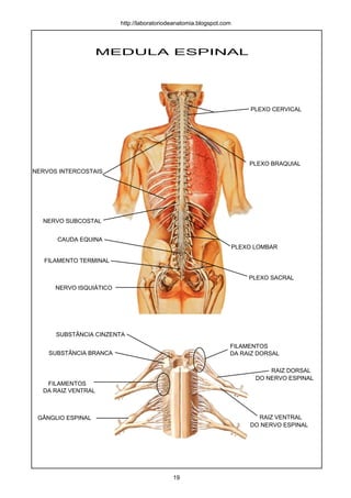 MEDULA ESPINAL
NERVOS INTERCOSTAIS
PLEXO BRAQUIAL
NERVO SUBCOSTAL
PLEXO LOMBAR
PLEXO SACRAL
PLEXO CERVICAL
FILAMENTO TERMINAL
NERVO ISQUIÁTICO
SUBSTÂNCIA CINZENTA
SUBSTÂNCIA BRANCA
FILAMENTOS
FILAMENTOS
DA RAIZ VENTRAL
DA RAIZ DORSAL
RAIZ DORSAL
RAIZ VENTRAL
DO NERVO ESPINAL
DO NERVO ESPINAL
GÂNGLIO ESPINAL
CAUDA EQUINA
http://laboratoriodeanatomia.blogspot.com
19
 