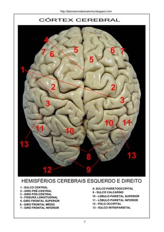 CÓRTEX CEREBRAL
1
2
1 - SULCO CENTRAL
2 - GIRO PRÉ-CENTRAL
3 - GIRO PÓS-CENTRAL
HEMISFÉRIOS CEREBRAIS ESQUERDO E DIREITO
3
4
4 - FISSURA LONGITUDINAL
http://laboratoriodeanatomia.blogspot.com
2
3
5
5 66 77
8
9
10
1011
11
12
13
13
5- GIRO FRONTAL SUPERIOR
6 - GIRO FRONTAL MÉDIO
7 - GIRO FRONTAL INFERIOR
8- SULCO PARIETOOCCIPITAL
9 - SULCO CALCARINO
10 - LÓBULO PARIETAL SUPERIOR
11 - LÓBULO PARIETAL INFERIOR
12 - POLO OCCIPITAL
13 - SULCO INTRAPARIETAL
7
 