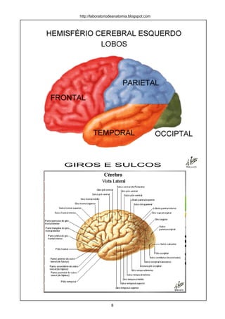 GIROS E SULCOS
http://laboratoriodeanatomia.blogspot.com
8
 