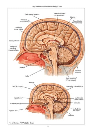 Plexo Corióideo*
(3º ventrículo)
Seio sagital superior
corpo caloso
Joelho do
corpo caloso
septo pelúcido
pedúnculo
cerebral
(mesencéfalo)
ponte
bulbo
plexo corióideo*
(4º ventrículo)
tálamo
aderência intertalâmicagiro do cíngulo
hipotálamo
hipófise
tronco do
esplênio do
corpo caloso
cerebelo
foice do
cerebelo
http://laboratoriodeanatomia.blogspot.com
Aqueduto do
mesencéfalo
colículosquiasma optico
fórnice
* ( conforme a TA 1ª edição - IFAA)
confluência
dos seios
9
 