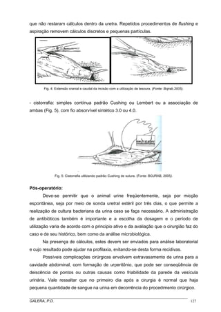que não restaram cálculos dentro da uretra. Repetidos procedimentos de flushing e
aspiração removem cálculos discretos e pequenas partículas.
Fig. 4: Extensão cranial e caudal da incisão com a utilização de tesoura. (Fonte: Bojrab,2005).
- cistorrafia: simples contínua padrão Cushing ou Lembert ou a associação de
ambas (Fig. 5), com fio absorvível sintético 3.0 ou 4.0.
Fig. 5: Cistorrafia utilizando padrão Cushing de sutura. (Fonte: BOJRAB, 2005).
Pós-operatório:
Deve-se permitir que o animal urine freqüentemente, seja por micção
espontânea, seja por meio de sonda uretral estéril por três dias, o que permite a
realização de cultura bacteriana da urina caso se faça necessário. A administração
de antibióticos também é importante e a escolha da dosagem e o período de
utilização varia de acordo com o princípio ativo e da avaliação que o cirurgião faz do
caso e de seu histórico, bem como da análise microbiológica.
Na presença de cálculos, estes devem ser enviados para análise laboratorial
e cujo resultado pode ajudar na profilaxia, evitando-se desta forma recidivas.
Possíveis complicações cirúrgicas envolvem extravasamento de urina para a
cavidade abdominal, com formação de urperitônio, que pode ser conseqüência de
deiscência de pontos ou outras causas como friabilidade da parede da vesícula
urinária. Vale ressaltar que no primeiro dia após a cirurgia é normal que haja
pequena quantidade de sangue na urina em decorrência do procedimento cirúrgico.
_____________________________________________________________________________________
GALERA, P.D. 127
 