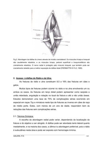 Fig.2. Abordagem da diáfise do úmero através de incisão craniolateral. Os músculos tríceps e braquial
são caudalmente rebatidos, e os músculos bíceps, peitoral superficial e braquiocefálicos são
cranialmente rebatidos. O nervo radial é protegido pelo músculo braquial, que também pode ser
cranialmente rebatido para a melhor exposição da diáfise distal (PIERMATTEI E FLO, 1999).
2. Acesso à diáfise do Rádio e da Ulna
As fraturas de rádio e ulna constituem 8,5 a 18% das fraturas em cães e
gatos.
Muitos tipos de fraturas podem ocorrer no rádio e na ulna envolvendo um ou
ambos os ossos. As fraturas em terço distal podem apresentar como seqüela a
união retardada, angulação e rotação no local da fratura e até a não união óssea.
Estudos demonstram uma taxa de 75% de complicações sérias ocorrendo em
especial em raças Toy e miniatura neste tipo de fraturas ao inverso em cães de raça
de médio porte. Estes, com menos de um ano de idade, respondem bem às
reduções das fraturas sem complicações sérias.
2.1. Técnica Cirúrgica:
A escolha da abordagem radial pode variar, dependendo da localização da
fratura e do objetivo a ser atingido. A diáfise pode ser abordada tanto lateral quanto
medialmente, e na maioria dos casos, a última é a abordagem preferível, pois o rádio
é subcutâneo nesta área e pode ser exposto com hemorragia mínima.
_____________________________________________________________________________________
GALERA, P.D. 145
 