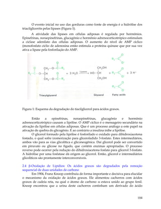 O evento inicial no uso das gorduras como fonte de energia é a hidrólise dos
triacilgliceróis pelas lipases (Figura 1).
A atividade das lipases em células adiposas é regulada por hormônios.
Epinefrinas, noraepinefrinas, glucagônio e hormônio adrenocorticotrópico estimulam
a ciclase adenilato das células adiposas. O aumento do nível de AMP cíclico
(monofosfato cíclio de adenosina então estimula a proteina quinase que por sua vez
ativa a lipase pela fosforilação do AMP.

Figura 1: Esquema da degradação do tiacilglicerol para ácidos graxos.
Então
a
epinefrinas,
noraepinefrinas,
glucagônio
e
hormônio
adrenocorticotrópico causam a lipólise. O AMP cíclico é o mensageiro secundário na
ativação da lipólise em células adiposas. Que é um processo análogo a este papel na
ativação de quebra do glicogênio. E ao contrário a insulina inibe a lipólise.
O glicerol formado pela lipólise é fosforilado e oxidado para dihidroxiacetona
fostado, o qual sofre izomerização para gliceroladido 3-fosfato. Estes intermediários,
ambos vão para as vias glicolítica e gliconeogênica. Daí glicerol pode ser convertido
em piruvato ou glicose no fígado, que contém enzimas apropriadas. O processo
reverso pode ocorrer pela redução do dihidroxiacetona fosfato para glicerol 3-fosfato.
A hidrólise por uma fosfatase dá origem ao glicerol. Então, glicerol e intermediários
glicolíticos são prontamente interconversíveis.
2.4 -Oxidação de Lipídios: Os ácidos graxos são degradados pela remoção
sequencial de duas unidades de carbono
Em 1904, Franz Knoop contribuiu de forma importante e decisiva para elucidar
o mecanismo da oxidação de ácidos graxos. Ele alimentou cachorros com ácidos
graxos de cadeia reta, na qual o átomo de carbono  estava unido ao grupo fenil.
Knoop encontrou que a urina deste cachorros continham um derivado do ácido

104

 
