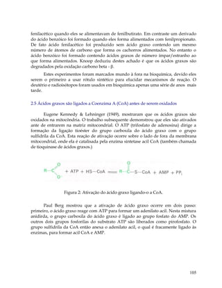 fenilacético quando eles se alimentavam de fenilbutirato. Em contraste um derivado
do ácido benzóico foi formado quando eles forma alimentados com fenilpropionato.
De fato ácido fenilacético foi produzido sem ácido graxo contendo um mesmo
número de átomos de carbono que forma os cachorros alimentados. No entanto o
ácido benzóico foi formado contendo ácidos graxos de número ímpar/estranho ao
que forma alimentados. Knoop deduziu destes achado é que os ácidos graxos são
degradados pela oxidação carbono beta - .
Estes experimentos foram marcados mundo à fora na bioquímica, devido eles
serem o primeiro a usar rótulo sintético para elucidar mecanismos de reação. O
deutério e radioisótopos foram usados em bioquímica apenas uma série de anos mais
tarde.
2.5 Ácidos graxos são ligados a Coenzima A (CoA) antes de serem oxidados
Eugene Kennedy & Lehninger (1949), mostraram que os ácidos graxos são
oxidados na mitocôndria. O trabalho subsequente demonstrou que eles são ativados
ante de entrarem na matriz mitocondrial. O ATP (trifosfato de adenosina) dirige a
formação da ligação tioéster do grupo carboxila do ácido graxo com o grupo
sulfidrila da CoA. Esta reação de ativação ocorre sobre o lado de fora da membrana
mitocondrial, onde ela é catalisada pela enzima sintetase acil CoA (também chamada
de tioquinase de ácidos graxos.)

Figura 2: Ativação do ácido graxo ligando-o a CoA.
Paul Berg mostrou que a ativação de ácido graxo ocorre em dois passo:
primeiro, o ácido graxo reage com ATP para formar um adenilato acil. Nesta mistura
anidirda, o grupo carboxila do ácido graxo é ligado ao grupo fosfato do AMP. Os
outros dois grupos fosforilas do substrato ATP são liberados como pirofosfato. O
grupo sulfidrila da CoA então anexa o adenilato acil, o qual é fracamente ligado às
enzimas, para formar acil CoA e AMP.

105

 
