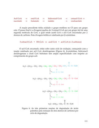 Acil CoA
succinato




enol CoA
fumarato




hidroxiacil CoA
malato




cetoacil CoA 
oxaloacetato

A reação precedente tinha oxidado o grupo metileno no C3 para um grupo
ceto. O passo final é a clivagem/quebra do 3-cetoacil CoA por um grupo tiol de uma
segunda molécula de CoA, a qual rende acetil CoA e acil CoA encurtadas por 2
átomos de carbono. Esta clivagem tiolítica é catalizada por -cetotiolase.
3-cetoacil CoA + HS-CoA  aceil CoA + acil CoA (n -2 carbonos)
O acil CoA encurtado, então sofre outro ciclo de oxidação, começando com a
reação catalisada por acil CoA desidrogenase (Figura 6). -cetotiolase, hidroxiacil
desidrogenase e enoil CoA hidratase tem ampla especificidade com respeito ao
comprimento do grupo acil.

Figura 6: As três primeiras reações de degradação de ácido
palmítico pela remoção de dois átomos de carbonos por
ciclo de degradação.

111

 