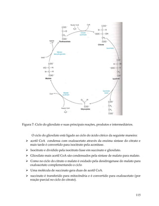 Figura 7: Ciclo do glioxilato e suas principais reações, produtos e intermediários.
O ciclo do glioxilato está ligado ao ciclo do ácido cítrico da seguinte maneira:
 acetil CoA condensa com oxaloacetato através da enzima sintase do citrato e
mais tarde é convertido para isocitrato pela aconitase.
 Isocitrato e dividido pela isocitrato liase em succinato e glioxilato.
 Glioxilato mais acetil CoA são condensados pela sintase de malato para malato.
 Como no ciclo do citrato o malato é oxidado pela desidrogenase do malato para
oxaloacetato complementando o ciclo
 Uma molécula de succinato gera duas de acetil CoA.
 succinato é transferido para mitocôndria e é convertido para oxaloacetato (por
reação parcial no ciclo do citrato).

115

 