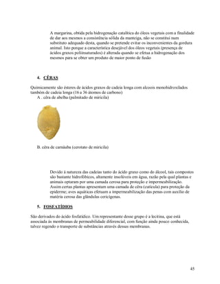 A margarina, obtida pela hidrogenação catalítica do óleos vegetais com a finalidade
de dar aos mesmos a consistência sólida da manteiga, não se constitui num
substituto adequado desta, quando se pretende evitar os inconvenientes da gordura
animal. Isto porque a característica desejável dos óleos vegetais (presença de
ácidos graxos poliinsaturados) é alterada quando se efetua a hidrogenação dos
mesmos para se obter um produto de maior ponto de fusão

4. CÊRAS
Quimicamente são ésteres de ácidos graxos de cadeia longa com alcoois monohidroxilados
também de cadeia longa (16 a 36 átomos de carbono)
A . cêra de abelha (palmitado de miricila)

B. cêra de carnáuba (cerotato de miricila)

Devido á natureza das cadeias tanto do ácido graxo como do álcool, tais compostos
são bastante hidrofóbicos, altamente insolúveis em água, razão pela qual plantas e
animais optaram por uma camada cerosa para proteção e impermeabilização.
Assim certas plantas apresentam uma camada de cêra (cutícula) para proteção da
epiderme; aves aquáticas efetuam a impermeabilização das penas com auxílio de
matéria cerosa das glândulas cericígenas.
5. FOSFATÍDIOS
São derivados do ácido fosfatídico. Um representante desse grupo é a lecitina, que está
associada ás membranas de permeabilidade diferencial, com função ainda pouco conhecida,
talvez regendo o transporte de substâncias através dessas membranas.

45

 