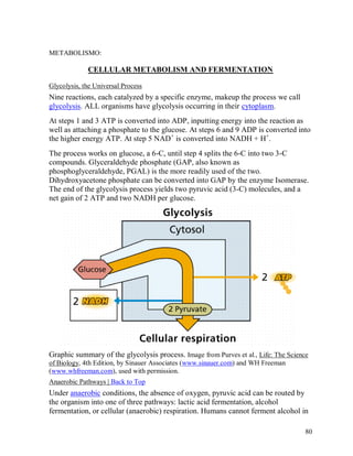 METABOLISMO:

CELLULAR METABOLISM AND FERMENTATION
Glycolysis, the Universal Process

Nine reactions, each catalyzed by a specific enzyme, makeup the process we call
glycolysis. ALL organisms have glycolysis occurring in their cytoplasm.
At steps 1 and 3 ATP is converted into ADP, inputting energy into the reaction as
well as attaching a phosphate to the glucose. At steps 6 and 9 ADP is converted into
the higher energy ATP. At step 5 NAD+ is converted into NADH + H+.
The process works on glucose, a 6-C, until step 4 splits the 6-C into two 3-C
compounds. Glyceraldehyde phosphate (GAP, also known as
phosphoglyceraldehyde, PGAL) is the more readily used of the two.
Dihydroxyacetone phosphate can be converted into GAP by the enzyme Isomerase.
The end of the glycolysis process yields two pyruvic acid (3-C) molecules, and a
net gain of 2 ATP and two NADH per glucose.

Graphic summary of the glycolysis process. Image from Purves et al., Life: The Science
of Biology, 4th Edition, by Sinauer Associates (www.sinauer.com) and WH Freeman
(www.whfreeman.com), used with permission.
Anaerobic Pathways | Back to Top

Under anaerobic conditions, the absence of oxygen, pyruvic acid can be routed by
the organism into one of three pathways: lactic acid fermentation, alcohol
fermentation, or cellular (anaerobic) respiration. Humans cannot ferment alcohol in
80

 
