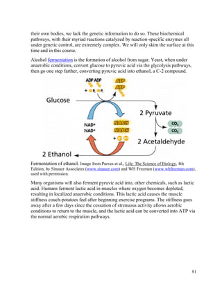their own bodies, we lack the genetic information to do so. These biochemical
pathways, with their myriad reactions catalyzed by reaction-specific enzymes all
under genetic control, are extremely complex. We will only skim the surface at this
time and in this course.
Alcohol fermentation is the formation of alcohol from sugar. Yeast, when under
anaerobic conditions, convert glucose to pyruvic acid via the glycolysis pathways,
then go one step farther, converting pyruvic acid into ethanol, a C-2 compound.

Fermentation of ethanol. Image from Purves et al., Life: The Science of Biology, 4th
Edition, by Sinauer Associates (www.sinauer.com) and WH Freeman (www.whfreeman.com),
used with permission.

Many organisms will also ferment pyruvic acid into, other chemicals, such as lactic
acid. Humans ferment lactic acid in muscles where oxygen becomes depleted,
resulting in localized anaerobic conditions. This lactic acid causes the muscle
stiffness couch-potatoes feel after beginning exercise programs. The stiffness goes
away after a few days since the cessation of strenuous activity allows aerobic
conditions to return to the muscle, and the lactic acid can be converted into ATP via
the normal aerobic respiration pathways.

81

 