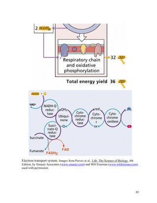 Electron transport system. Images from Purves et al., Life: The Science of Biology, 4th
Edition, by Sinauer Associates (www.sinauer.com) and WH Freeman (www.whfreeman.com),
used with permission.

85

 