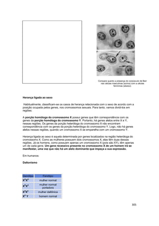 305
Compare quanto a presença do corpúsculo de Barr
nas células masculinas (acima) com a células
femininas (abaixo).
Heran...