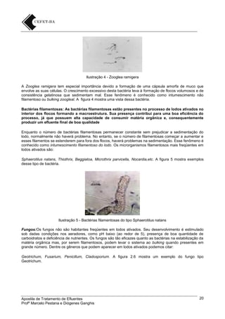 Ilustração 4 - Zooglea ramigera
A Zooglea ramigera tem especial importância devido a formação de uma cápsula amorfa de muco que
envolve as suas células. O crescimento excessivo desta bactéria leva à formação de flocos volumosos e de
consistência gelatinosa que sedimentam mal. Esse fenômeno é conhecido como intumescimento não
filamentoso ou bulking zoogleal. A figura 4 mostra uma vista dessa bactéria.
Bactérias filamentosas: As bactérias filamentosas estão presentes no processo de lodos ativados no
interior dos flocos formando a macroestrutura. Sua presença contribui para uma boa eficiência do
processo, já que possuem alta capacidade de consumir matéria orgânica e, consequentemente
produzir um efluente final de boa qualidade
Enquanto o número de bactérias filamentosas permanecer constante sem prejudicar a sedimentação do
lodo, normalmente não haverá problema. No entanto, se o número de filamentosas começar a aumentar e
esses filamentos se estenderem para fora dos flocos, haverá problemas na sedimentação. Esse fenômeno é
conhecido como intumescimento filamentoso do lodo. Os microrganismos filamentosos mais freqüentes em
lodos ativados são:
Sphaerotilus natans, Thiothrix, Beggiatoa, Microthrix parvicella, Nocardia,etc. A figura 5 mostra exemplos
desse tipo de bactéria.

Ilustração 5 - Bactérias filamentosas do tipo Sphaerotilus natans
Fungos:Os fungos não são habitantes freqüentes em lodos ativados. Seu desenvolvimento é estimulado
sob dadas condições nos aeradores, como pH baixo (ao redor de 5), presença de boa quantidade de
carboidratos e deficiência de nutrientes. Os fungos são tão eficazes quanto as bactérias na estabilização da
matéria orgânica mas, por serem filamentosos, podem levar o sistema ao bulking quando presentes em
grande número. Dentre os gêneros que podem aparecer em lodos ativados podemos citar:
Geotrichum, Fusarium, Penicillum, Cladosporium. A figura 2.6 mostra um exemplo do fungo tipo
Geotrichum.

Apostila de Tratamento de Efluentes
Profº Marcelo Pestana e Diógenes Ganghis

20

 