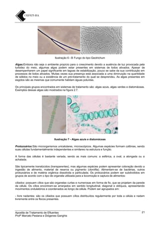 Ilustração 6 - B Fungo do tipo Geotrichum
Algas:Embora não seja o ambiente propício para o crescimento devido a ausência de luz provocada pela
turbidez do meio, algumas algas podem estar presentes em sistemas de lodos ativados. Apesar de
desempenharem um papel significante em lagoas de estabilização, pouco se sabe da sua contribuição em
processos de lodos ativados. Muitas vezes sua presença está associada a uma diminuição na quantidade
de sólidos no meio ou a existência de um pré-tratamento do qual se desprendeu. As algas presentes em
esgotos são as mesmas que comumente habitam águas poluídas.
Os principais grupos encontrados em sistemas de tratamento são: algas azuis, algas verdes e diatomáceas.
Exemplos dessas algas são mostrados na figura 2.7.

Ilustração 7 - Algas azuis e diatomáceas
Protozoários:São microrganismos unicelulares, microscópicos. Algumas espécies formam colônias, sendo
suas células fundamentalmente independentes e similares na estrutura e função.
A forma das células é bastante variada, sendo as mais comuns: a esférica, a oval, a alongada ou a
achatada.
São tipicamente translúcidos (transparentes), mas algumas espécies podem apresentar coloração devido a
ingestão de alimento, material de reserva ou pigmento (clorofila). Alimentam-se de bactérias, outros
protozoários e de matéria orgânica dissolvida e particulada. Os protozoários podem ser subdivididos em
grupos de acordo com o tipo de organela utilizada para a locomoção e captura de alimentos:
ciliados: possuem cílios que são organelas curtas e numerosas em forma de fio, que se projetam da parede
da célula. Os cílios encontram-se arranjados em sentido longitudinal, diagonal e oblíquos, apresentando
movimentos ondulatórios e coordenados ao longo da célula. Podem ser agrupados em:
- livre nadantes: são os ciliados que possuem cílios distribuídos regularmente por toda a célula e nadam
livremente entre os flocos presentes.

Apostila de Tratamento de Efluentes
Profº Marcelo Pestana e Diógenes Ganghis

21

 