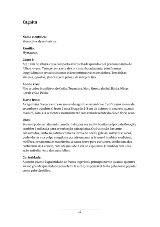 10
Cagaita
Nome cientifico:
Stenocalyx dysentericus.
Família:
Myrtaceae.
Como é:
Até 10 m de altura, copa compacta avermelhada quando com predominância de
folhas jovens. Tronco com casca de cor castanha acinzenta, com fissuras
longitudinais e cristais sinuosos e descontinuas veios castanhos. Tem folhas
simples, opostas, glabras (sem pelos), de margem lisa.
Aonde vive:
Nos estados brasileiros de Goiás, Tocantins, Mato Grosso do Sul, Bahia, Minas
Gerais e São Paulo.
Flor e fruto:
A cagaiteira floresce entre os meses de agosto e setembro e frutifica nos meses de
setembro e outubro. O fruto é uma Braga de 2-3 cm de diâmetro, amarelo quando
maduro, com 1-4 sementes, normalmente com remanescente do cálice floral seco.
Usos:
Seu uso pode ser alimentar, medicinal e, por ser muito bonita na época de floração,
também é utilizada para arborização paisagística. Os frutos são bastante
consumidos, tanto ao natural como na forma de doces, geléias, sorvetes e sucos,
podendo ter sua polpa congelada por até um ano. A árvore é também medicinal,
melífera, ornamental e madeireira. A casca serve para curtumes, sendo uma das
corticeiras do Cerrado, com até mais de 2 cm de espessura. E também tem uma
ação anti-diarréica das suas folhas.
Curiosidade:
Atenção quanto à quantidade de frutos ingeridos, principalmente quando quentes
ao sol, grande quantidade gera efeito laxante, responsável tanto pelo nome popular
como pelo científico.
 