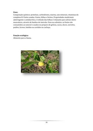 16
Usos:
Composição química: proteínas, carboidratos, niacina, sais minerais, vitaminas do
complexo B. Partes usadas: frutos, folhas e brotos. Propriedades medicinais:
adstringente e antidiarréica. A infusão das folhas é relaxante para aliviar dores
musculares, através de banhos de imersão. Usos na culinária: os frutos são
consumidos ao natural e usados no preparo de geleias, sucos, doces, sorvetes,
pudins, licores, batidas ou curtidos na cachaça.
Função ecológica:
Alimento para a fauna.
 