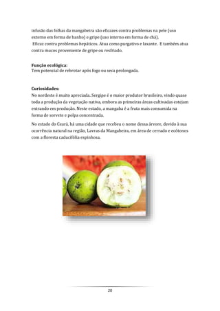 20
infusão das folhas da mangabeira são eficazes contra problemas na pele (uso
externo em forma de banho) e gripe (uso interno em forma de chá).
Eficaz contra problemas hepáticos. Atua como purgativo e laxante. E também atua
contra mucos proveniente de gripe ou resfriado.
Função ecológica:
Tem potencial de rebrotar após fogo ou seca prolongada.
Curiosidades:
No nordeste é muito apreciada. Sergipe é o maior produtor brasileiro, vindo quase
toda a produção da vegetação nativa, embora as primeiras áreas cultivadas estejam
entrando em produção. Neste estado, a mangaba é a fruta mais consumida na
forma de sorvete e polpa concentrada.
No estado do Ceará, há uma cidade que recebeu o nome dessa árvore, devido à sua
ocorrência natural na região, Lavras da Mangabeira, em área de cerrado e ecótonos
com a floresta caducifólia espinhosa.
 