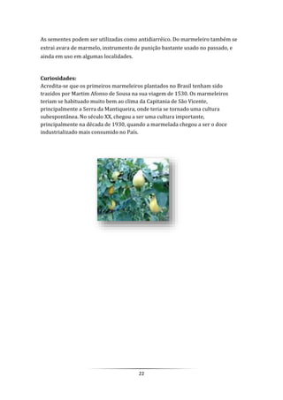 22
As sementes podem ser utilizadas como antidiarréico. Do marmeleiro também se
extrai avara de marmelo, instrumento de punição bastante usado no passado, e
ainda em uso em algumas localidades.
Curiosidades:
Acredita-se que os primeiros marmeleiros plantados no Brasil tenham sido
trazidos por Martim Afonso de Sousa na sua viagem de 1530. Os marmeleiros
teriam se habituado muito bem ao clima da Capitania de São Vicente,
principalmente a Serra da Mantiqueira, onde teria se tornado uma cultura
subespontânea. No século XX, chegou a ser uma cultura importante,
principalmente na década de 1930, quando a marmelada chegou a ser o doce
industrializado mais consumido no País.
 