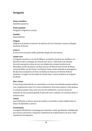 28
Seriguela
Nome cientifico:
Spondias purpurea.
Nome popular:
Seriguela, ciriguela ou ciruela.
Família:
Anacardiáceas.
Origem:
Originária da América Central e da América do Sul, é bastante comum na Região
Nordeste do Brasil
Como é:
É uma árvore de porte médio, podendo atingir até sete metros.
Aonde vive:
A ciriguela encontra-se no sul do México, na América Central, nas Antilhas e no
Brasil (cerrado e caatinga), do nível de mar até os 1 200 metros de altitude.
Ocorrem exemplares dessa árvore em cidades dos estados brasileiros do
Maranhão, do Rio de Janeiro, de Mato Grosso, de Mato Grosso do Sul, de Minas
Gerais,da Bahia, de São Paulo e do Espírito Santo, sendo utilizada no paisagismo.
Há diversos exemplares da fruta vermelha em chácaras do Distrito Federal
brasileiro. A região sul do estado do Cearáé, hoje, o maior produtor de ciriguela
do Brasil.
Flor e fruto:
É uma drupa elipsoidal de cor amarelada ou mesmo avermelhada quando maduro,
com comprimento entre 2,5 e cinco centímetros. Pesa entre quinze e vinte gramas.
A camada de polpa é fina, com cerca de três milímetros, com um caroço do
tamanho de uma azeitona grande. É parecida com o cajámas, ao contrário desse, é
bastante doce.
Coleta:
Sua frutificação se dá nos meses de outubro e novembro, sendo colhida entre os
meses de dezembro e janeiro.
Germinação:
A ciriguela dificilmente se propaga por sementes, sendo, geralmente, multiplicada
por estacas com trinta a cinquenta centímetros de comprimento e de sete a doze
centímetros de diâmetro.
 