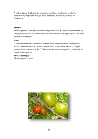 29
A melhor época de plantio das estacas no semiárido nordestino brasileiro
compreende, empiricamente, do início do mês de outubro até o início de
novembro.
Plantio:
Está adaptada a solos fracos e com baixa pluviosidade. É lavoura permanente e de
uso pouco difundido. Não há utilização econômica senão para produção sazonal em
pequenas plantações.
Usos:
O seu consumo é feito de diversas formas, desde in natura até na confecção de
sucos, sorvetes e doces. É rica em carboidratos,cálcio, fósforo e ferro. A ciriguela
possui, ainda, vitaminas A, B e C. É eficaz contra anemia, inapetência e diminuição
dos glóbulos brancos.
Função ecológica:
Alimento para a fauna.
 