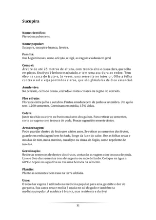 31
Sucupira
Nome cientifico:
Pterodon pubescens.
Nome popular:
Sucupira, sucupira-branca, faveira.
Família:
Das Leguminosas, como o feijão, o ingá, as vagens easfavasemgeral.
Como é:
Árvore de até 25 metros de altura, com tronco alto e casca clara, que solta
em placas. Seu fruto é lenhoso e achatado, e tem uma asa dura ao redor. Tem
óleo na casca do fruto e, às vezes, uma semente no interior. Olhe a folha
contra o sol e veja pontinhos claros, que são glândulas de óleo essencial.
Aonde vive:
No cerrado, cerrado denso, cerrado e matas ciliares da região do cerrado.
Flor e fruto:
Floresce entre julho e outubro. Frutos amadurecem de junho a setembro. Um quilo
tem 1.200 sementes. Germinam em média, 15% delas.
Coleta:
Junte no chão ou corte os frutos maduros dos galhos. Para retirar as sementes,
corte as vagens com tesoura de poda. Poucasvagenstêmsementedentro.
Armazenagem:
Pode guardar dentro do fruto por vários anos. Se retirar as sementes dos frutos,
guarde em embalagem bem fechada, longe da luz e do calor. Use as folhas secas e
moídas de nim, mata-menino, eucalipto ou cinza-de-fogão, como repelente de
insetos.
Germinação:
Retire as sementes de dentro dos frutos, cortando as vagens com tesoura de poda.
Lave o óleo das sementes com detergente ou suco de limão. Coloque na água a
60°C e depois na água fria ou lixe uma beirada da semente.
Plantio:
Plante as sementes bem raso na terra afofada.
Usos:
O óleo das vagens é utilizado na medicina popular para azia, gastrite e dor de
garganta. Sua casca seca e moída é usada no sal do gado e também na
medicina popular. A madeira é branca, mas resistente e durável
 