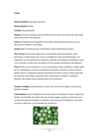 33
Umbu
Nome cientifico: Spondias tuberosa.
Nome popular: Umbu.
Família: Anacardiaceae.
Origem: Árvore de pequeno porte (mede até seis metros de altura) de copa larga
(até quinze metros de largura).
Como é: Originária dos chapadões semi-áridos do Nordeste brasileiro, que se
destaca por sombra e aconchego.
Aonde vive: É predominante no Nordeste e Norte do Brasil (cerrado).
Flor e fruto: Fruto muito apreciado e consumido, tanto pelo homem como
pela fauna, o umbu possui um caroço revestido por uma suculenta polpa e, na
superfície, por uma película esverdeada, tendendo, à medida que amadurece, para
a cor amarela. O umbu tem, em média, de três a quatro centímetros de diâmetro.
Usos: Muito rico em vitamina C e com característico sabor azedinho, o umbu, além
de ser consumido ao natural, é utilizado em preparos culinários, como sorvetes,
geléias, doces e umbuzada, iguaria preparada com leite e açúcar, muito apreciada
no nordeste. Suas folhas, de grande valor alimentício, com gosto "azedinho",
também são usadas como alimento pelos seres humanos.
Função ecológica: Alimento para a fauna. Sua raiz conserva água, em época de
grande estiagem.
Curiosidades: Dada a importância de suas raízes, foi chamada "árvore sagrada do
Sertão" por Euclides da Cunha. Sua raiz conserva água e produz uma batata, que
em época de grande estiagem, é utilizada como alimento. O Umbuzeiro vive mais
ou menos 100 anos, e é um símbolo de resistência.
 