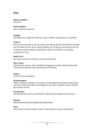 34
Xixá
Nome cientifico:
Sterculia.
Nome popular:
Xixá, castanha-do-macaco.
Família:
Das Malváceas, antiga Sterculiaceae, como o hibisco, a guanxuma e a mutamba.
Como é:
Árvores de tronco alto e liso, que pode viver muitas décadas. Uma folha Uma folha
por nó. Folhas de 30 a 60 cm, semi-divididas em 3-5 partes. Seus frutos de até 20
cm abrem quando maduros, mostrando o interior vermelho e as sementes
azuladas de 2-3 cm.
Aonde vive:
Nas matas ciliares do cerrado e na mata de transição.
Flor e fruto:
Florescem de março a maio e frutificam de agosto a outubro. Aproximadamente
150 sementes formam 1 kg. Germinam até 70% delas.
Coleta:
Corte os frutos dos galhos.
Armazenagem:
Seque os frutos na sombra e armazene em embalagem bem fechada, longe da luz
e do calor. Pode usar folhas de eucalipto ou nim secas e moídas ou cinza de fogo
para repelir insetos.
Germinação:
Sua germinação ocorre em até 60 dias. Pode deixar de molho para acelerá-la.
Plantio:
Enterreatétrêscmnaterraafofada.Tolerameia-sombra.
Usos:
Sua semente torrada é melhor, maior e mais nutritiva do que o amendoim.
 