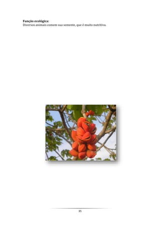 35
Função ecológica:
Diversos animais comem sua semente, que é muito nutritiva.
 