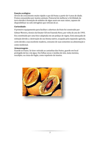 7
Função ecológica:
Árvore de crescimento muito rápido e que dá frutas a partir de 4 anos de idade.
Frutos consumidos por muitos animais. Potencial de melhorar a fertilidade da
terra devido à formação de nódulos de algas azuis em suas raízes, capazes de
disponibilizar no solo nitrogênio que retiram do ar.
Curiosidade:
O primeiro equipamento para facilitar a abertura do fruto foi construido por
Gilmar Moreira, técnico da Emater GO em Fazenda Nova, por volta do ano de 1993.
Era constituido por uma foice adaptada em um pedaço de vigota. Está ameaçada de
extinção devido a: destruição de seu bioma nativo, ocupado pela expansão agrícola,
corte devido a sua excelente madeira, consumo de suas sementes na alimentação e
como medicinal.
Armazenagem:
Guarde os frutos. Se tiver retirado as castanhas dos frutos, guarde em local
protegido da luz e da água. Use folhas secas e moídas de nim, mata-menino,
eucalipto, ou cinza-de-fogão, como repelente de insetos.
 