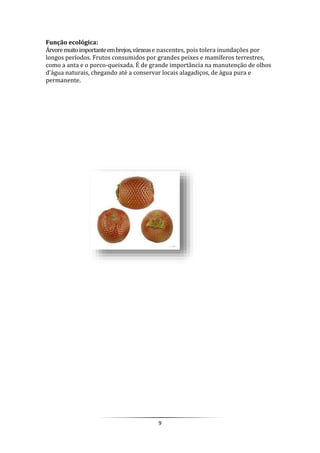 9
Função ecológica:
Árvoremuitoimportanteembrejos,várzease nascentes, pois tolera inundações por
longos períodos. Frutos consumidos por grandes peixes e mamíferos terrestres,
como a anta e o porco-queixada. É de grande importância na manutenção de olhos
d'água naturais, chegando até a conservar locais alagadiços, de água pura e
permanente.
 