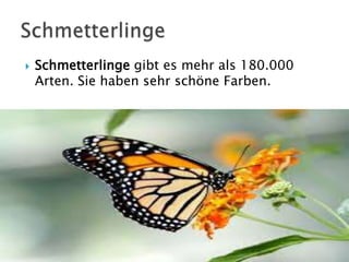 

Schmetterlinge gibt es mehr als 180.000
Arten. Sie haben sehr schöne Farben.

 