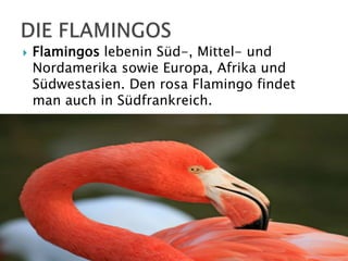 

Flamingos lebenin Süd-, Mittel- und
Nordamerika sowie Europa, Afrika und
Südwestasien. Den rosa Flamingo findet
man auch in Südfrankreich.

 