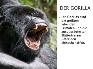 

Die Gorillas sind
die größten
lebenden
Primaten und die
ausgeprägtesten
Blätterfresser
unter den
Menschenaffen.

 