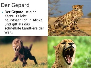 

Der Gepard ist eine
Katze. Er lebt
hauptsächlich in Afrika
und gilt als das
schnellste Landtiere der
Welt.

 