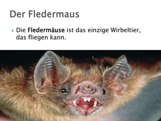 

Die Fledermäuse ist das einzige Wirbeltier,
das fliegen kann.

 