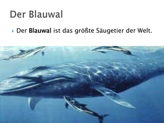 

Der Blauwal ist das größte Säugetier der Welt.

 