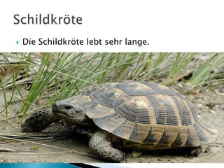 

Die Schildkröte lebt sehr lange.

 