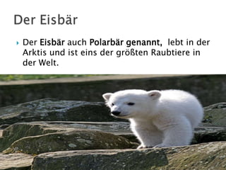 

Der Eisbär auch Polarbär genannt, lebt in der
Arktis und ist eins der größten Raubtiere in
der Welt.

 