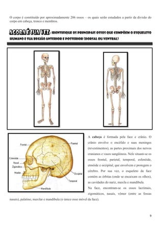 9
O corpo é constituído por aproximadamente 206 ossos – os quais serão estudados a partir da divisão do
corpo em cabeça, tronco e membros.
: Identifique os principais ossos que compõem o esqueleto
humano e sua região anterior e posterior (dorsal ou ventral)
A cabeça é formada pela face e crânio. O
crânio envolve o encéfalo e suas meninges
(revestimentos), as partes proximais dos nervos
cranianos e vasos sangüíneos. Nele situam-se os
ossos frontal, parietal, temporal, esfenóide,
etmóide e occipital, que envolvem e protegem o
cérebro. Por sua vez, o esqueleto da face
contém as órbitas (onde se encaixam os olhos),
as cavidades do nariz, maxila e mandíbula.
Na face, encontram-se os ossos lacrimais,
zigomáticos, nasais, vômer (entre as fossas
nasais), palatino, maxilar e mandíbula (o único osso móvel da face).
 