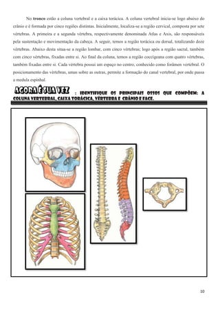 10
No tronco estão a coluna vertebral e a caixa torácica. A coluna vertebral inicia-se logo abaixo do
crânio e é formada por cinco regiões distintas. Inicialmente, localiza-se a região cervical, composta por sete
vértebras. A primeira e a segunda vértebra, respectivamente denominada Atlas e Axis, são responsáveis
pela sustentação e movimentação da cabeça. A seguir, temos a região torácica ou dorsal, totalizando doze
vértebras. Abaixo desta situa-se a região lombar, com cinco vértebras; logo após a região sacral, também
com cinco vértebras, fixadas entre si. Ao final da coluna, temos a região coccígeana com quatro vértebras,
também fixadas entre si. Cada vértebra possui um espaço no centro, conhecido como forâmen vertebral. O
posicionamento das vértebras, umas sobre as outras, permite a formação do canal vertebral, por onde passa
a medula espinhal.
: Identifique os principais ossos que compõem: A
coluna vertebral, Caixa torácica, Vértebra e Crânio e Face.
 