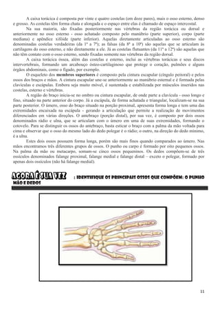 11
A caixa torácica é composta por vinte e quatro costelas (em doze pares), mais o osso esterno, denso
e grosso. As costelas têm forma chata e alongada e o espaço entre elas é chamado de espaço intercostal.
Na sua maioria, são fixadas posteriormente nas vértebras da região torácica ou dorsal e
anteriormente no osso esterno - osso achatado composto pelo manúbrio (parte superior), corpo (parte
mediana) e apêndice xifóide (parte inferior). Aquelas diretamente articuladas ao osso esterno são
denominadas costelas verdadeiras (da 1ª a 7ª); as falsas (da 8ª a 10ª) são aquelas que se articulam às
cartilagens do osso esterno, e não diretamente a ele. Já as costelas flutuantes (da 11ª a 12ª) são aquelas que
não têm contato com o osso esterno, sendo fixadas somente nas vértebras da região dorsal.
A caixa torácica óssea, além das costelas e esterno, inclui as vértebras torácicas e seus discos
intervertebrais, formando um arcabouço ósteo-cartilaginoso que protege o coração, pulmões e alguns
órgãos abdominais, como o fígado, por exemplo.
O esqueleto dos membros superiores é composto pela cintura escapular (cíngulo peitoral) e pelos
ossos dos braços e mãos. A cintura escapular une-se anteriormente ao manúbrio esternal e é formada pelas
clavículas e escápulas. Embora seja muito móvel, é sustentada e estabilizada por músculos inseridos nas
costelas, esterno e vértebras.
A região do braço inicia-se no ombro ou cintura escapular, de onde parte a clavícula - osso longo e
fino, situado na parte anterior do corpo. Já a escápula, de forma achatada e triangular, localizam-se na sua
parte posterior. O úmero, osso do braço situado na porção proximal, apresenta forma longa e tem uma das
extremidades encaixada na escápula - gerando a articulação que permite a realização de movimentos
diferenciados em várias direções. O antebraço (porção distal), por sua vez, é composto por dois ossos
denominados rádio e ulna, que se articulam com o úmero em uma de suas extremidades, formando o
cotovelo. Para se distinguir os ossos do antebraço, basta esticar o braço com a palma da mão voltada para
cima e observar que o osso do mesmo lado do dedo polegar é o rádio; o outro, na direção do dedo mínimo,
é a ulna.
Estes dois ossos possuem forma longa, porém são mais finos quando comparados ao úmero. Nas
mãos encontramos três diferentes grupos de ossos. O punho ou carpo é formado por oito pequenos ossos.
Na palma da mão ou metacarpo, somam-se cinco ossos pequeninos. Os dedos compõem-se de três
ossículos denominados falange proximal, falange medial e falange distal – exceto o polegar, formado por
apenas dois ossículos (não há falange medial).
: Identifique os principais ossos que compõem: O punho
mão e dedos
 