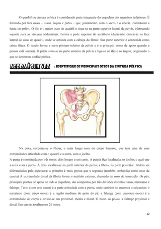 12
O quadril ou cintura pélvica é considerado parte integrante do esqueleto dos membros inferiores. É
formado por três ossos - ilíaco, ísquio e púbis – que, juntamente, com o sacro e o cóccix, constituem a
bacia ou pelvis. O ílio é o maior osso do quadril e situa-se na parte superior lateral da pelvis, oferecendo
suporte para as vísceras abdominais. Forma a parte superior do acetábulo (depressão côncava) na face
lateral do osso do quadril, onde se articula com a cabeça do fêmur. Sua parte superior é conhecida como
crista ilíaca. O ísquio forma a parte póstero-inferior da pelvis e é o principal ponto de apoio quando a
pessoa está sentada. O púbis situa-se na parte anterior da pelvis e liga-se ao ílio e ao ísquio, originando o
que se denomina sínfise púbica.
: Identifique os principais ossos da cintura pélvica
Na coxa, encontra-se o fêmur, o mais longo osso do corpo humano, que tem uma de suas
extremidades articulada com o quadril e a outra, com o joelho.
A perna é constituída por três ossos: dois longos e um curto. A patela fica localizada no joelho, o qual une
a coxa com a perna. A tíbia localiza-se na parte anterior da perna; a fíbula, na parte posterior. Podem ser
diferenciadas pela espessura: a primeira é mais grossa que a segunda (também conhecida como osso da
canela) A extremidade distal da fíbula forma o maléolo externo, chamado de osso do tornozelo. Os pés,
principais pontos de apoio de todo o esqueleto, são compostos por três divisões distintas: tarso, metatarso e
falange. Tarso (com sete ossos) é a parte articulada com a perna, onde também se encontra o calcanhar; o
metatarso (com cinco ossos) é a região mediana do peito do pé; a falange (com quatorze ossos) é a
extremidade do corpo e divide-se em proximal, média e distal. O hálux só possui a falange proximal e
distal. Em um pé, totalizamos 26 ossos.
 