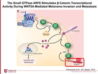 © U N I V E R S I T Y O F U T A H H E A L T H , 2 0 1 8
The Small GTPase ARF6 Stimulates β-Catenin Transcriptional
Activit...